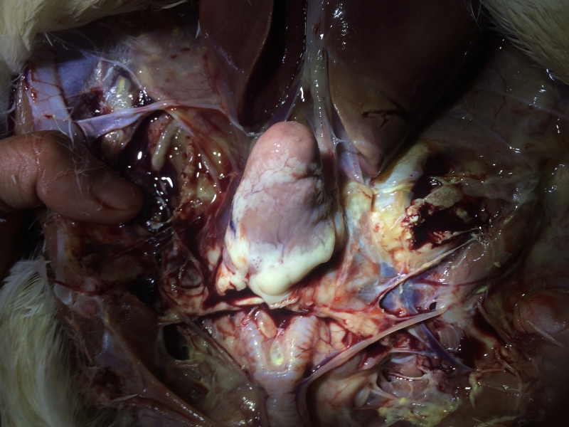 肉鸭肺淤血你注意了吗