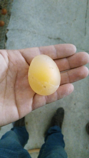 鸡一直下软壳蛋!比例在3%-5%怎么办? - 武现军(禽病临床诊断) 鸡病专