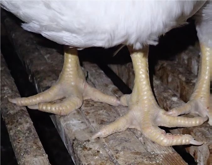 肉种鸡脚趾弯曲问题分析 - 种禽/孵化专区 鸡病专业网论坛