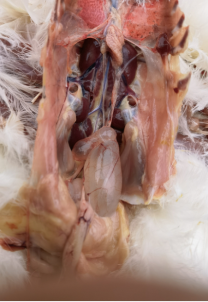鸡肾传支的症状图片图片