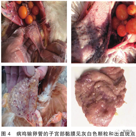 蛋鸡前殖吸虫病图片图片