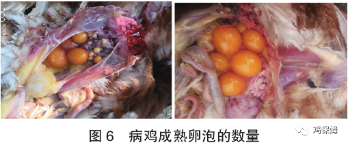 蛋鸡前殖吸虫病图片图片