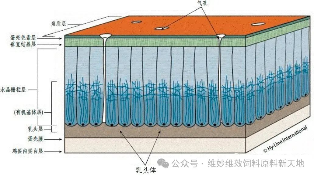 qw8.jpg